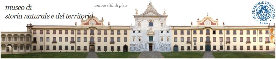 Museo di storia naturale e del territorio di Pisa